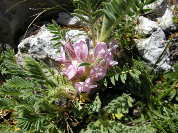 Astragalus sempervirens / Astragalo sempreverde